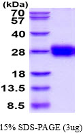 3 μg by SDS-PAGE under reducing condition and visualized by coomassie blue stain.